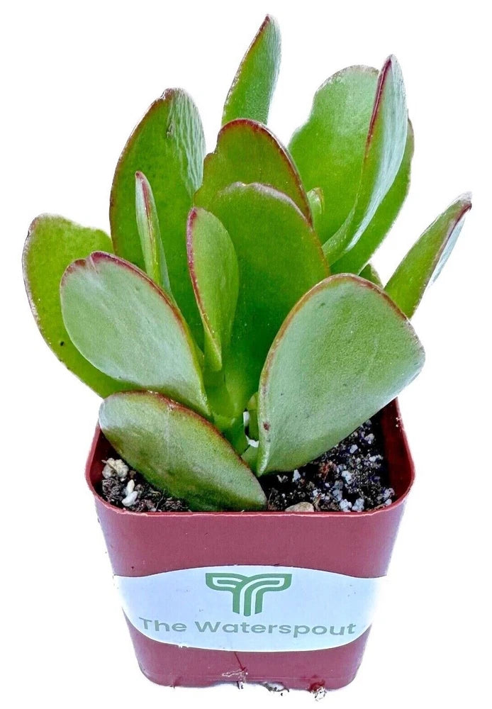 Live succulent plant in small purple pot with soil, green fleshy oval leaves