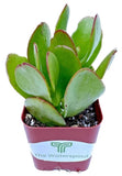 Live Succulent Plant in Assorted Varieties Shipped in 2 Inch pot with Soil,to Orchids