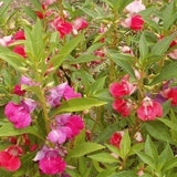 BALSAM FLOWER SEEDS 200+ CAMILIA FLOWERED MIX wildflower GARDEN FREE SHIPPING Garden Plants
