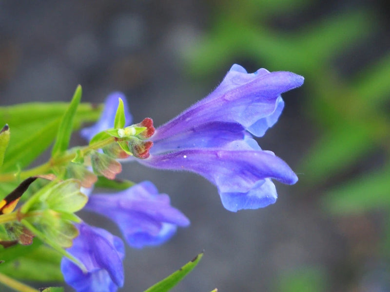 250 Scutellaria baicalensis Seeds - Baikal Scullcap Seeds - Medicinal Herb Flowering Plants