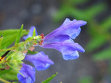 250 Scutellaria baicalensis Seeds - Baikal Scullcap Seeds - Medicinal Herb Flowering Plants