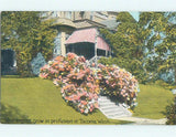 Unused Divided-Back HYDRANGEA FLOWERS AT HOUSE Tacoma Washington WA p1287@ Hydrangea