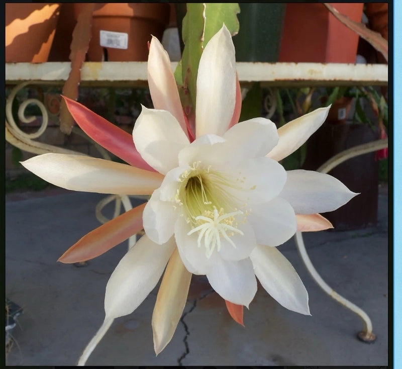 White epiphyllum orchid flower cutting with large star-shaped petals