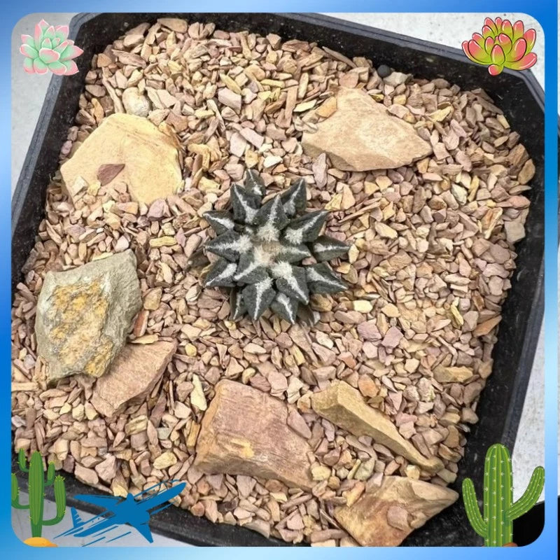 Small succulent cactus plant in a pebble-filled pot