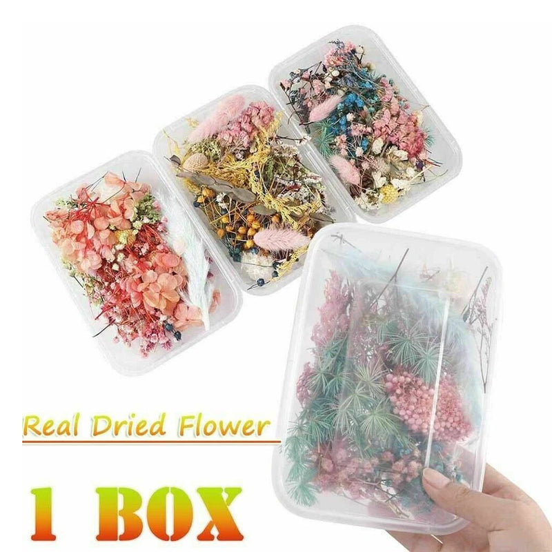 Dried flowers craft set in clear plastic boxes, pink, blue, and yellow pressed blooms