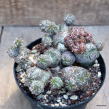 D2456 EUPHORBIA PSEUDOGLOBOSA COMPACT FORM pot12-H9-W13 cm MaMa Cactus Green Plant