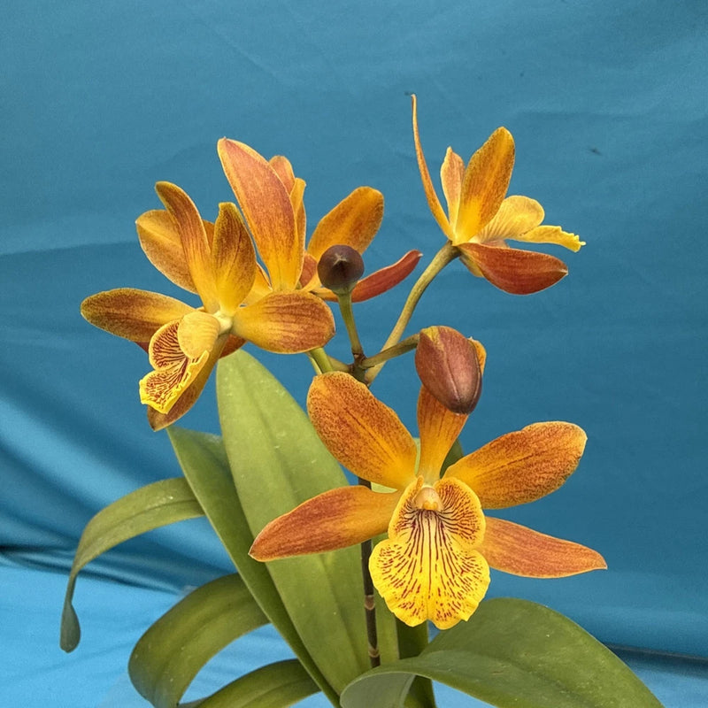 Blooming orange and yellow orchid flowers on green stems