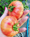 100 Heirloom Tigerella Tomato Seeds -Fiery BiColor Striped Salad Indeterminate Garden Plants