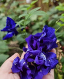 10 Butterfly Pea Seeds,  Herbal Tea Seeds, Natural Food Coloring, Tea Flowers Garden Plants