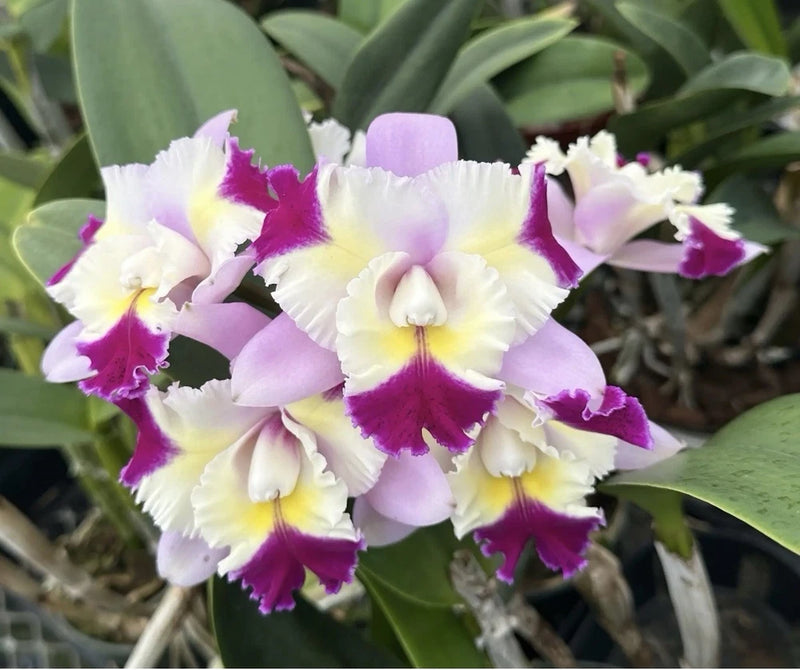 Purple, pink, and white orchid blooms with ruffled petals and a yellow center