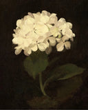 Vintage White Hydrangea Flower painting poster print Home Decor Hydrangea
