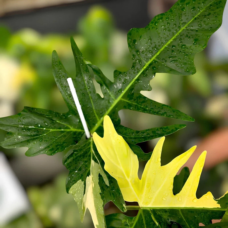 Philodendron Golden Dragon Variegated Ornamental Plant Green Plant