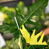 Philodendron Golden Dragon Variegated Ornamental Plant Green Plant