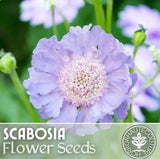 Lavender Scabiosa Seeds 75+ Seeds Mum Flower, Flower Seeds, Annual Garden Plants