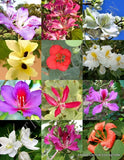ORCHID TREE MIX, rare BAUHINIA flowering fragrant big plant bonsai SEED 15 seeds Orchids