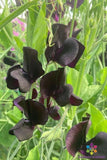 50+ Almost Black Sweet Pea Seeds for Garden Planting - USA - FREE SHIPPING! Garden Plants