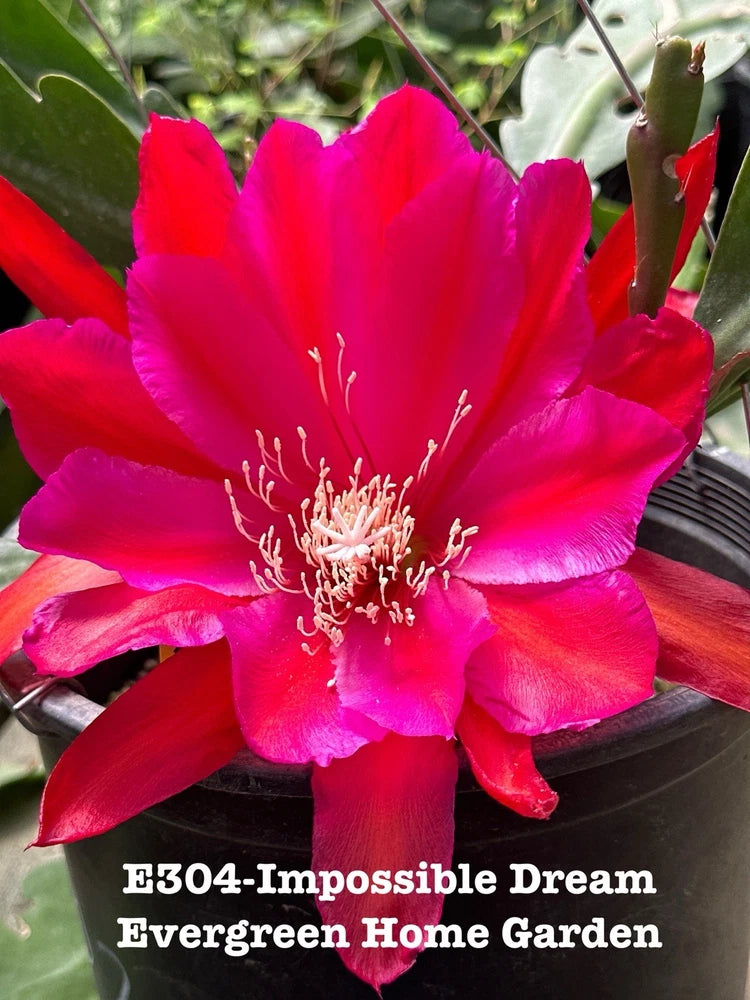 Hot pink epiphyllum orchid cactus bloom in black 4-inch starter pot