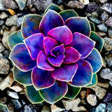 ===SUCCULENT== Living Stones Flower Succulent Cactus Rare Succulent seeds SS0076 Orchids