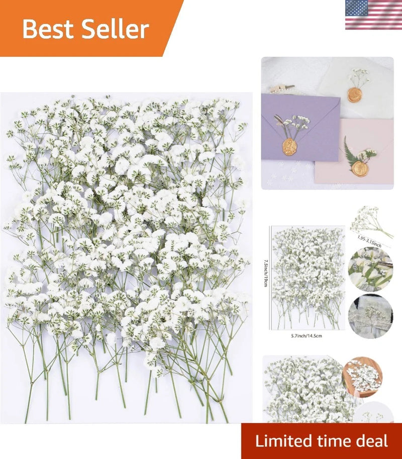 Dried pressed baby's breath flowers bundle with small white blossoms and thin green stems