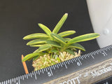 (BIN)Neofinetia falcata(japaneseorchids)bean leaf/stripe/DAISHOUGUN ___ Orchids