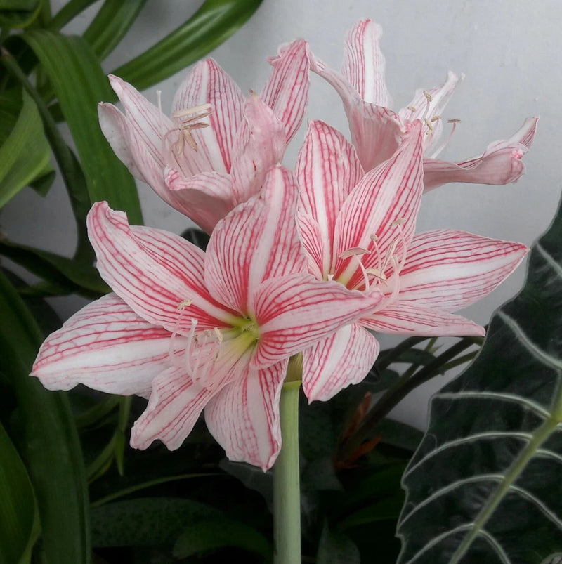 Star Lily Bulb 'Hippeastrum Reticulatum'__Netted-Veined Amaryllis Flowering Size Flowering Plants