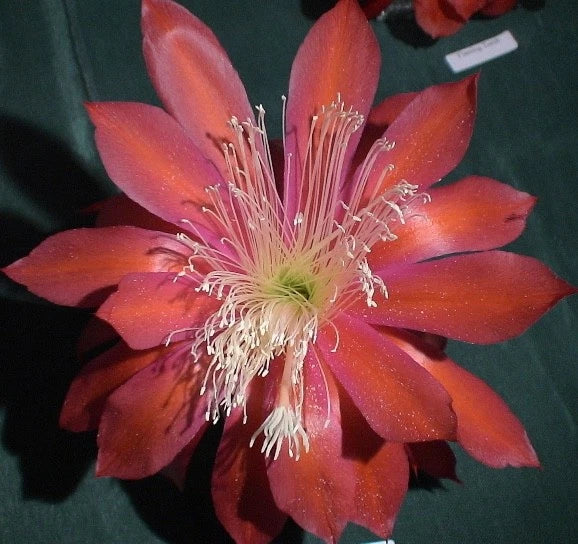 Orchid cactus flower with red-orange petals and long white stamens