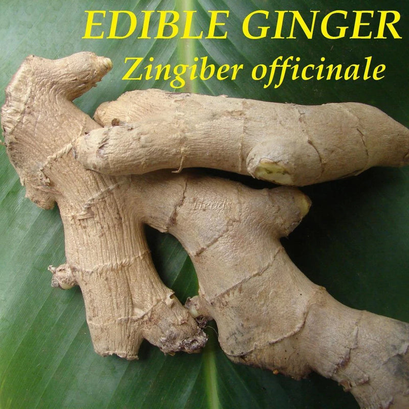 Edible ginger rhizomes, beige-brown knobby root pieces