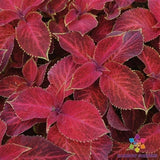 25+ Wizard Velvet Red Coleus Seeds for Garden Planting - USA - FREE SHIPPING! Garden Plants