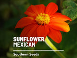 Mexican Sunflower Seeds, Heirloom Easy-Grow Medicinal Flower, USA Grown Sunflower