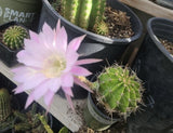 Echinopsis Lobivia Oxygona Easter Lily Cactus Live Combo 3 pots of 2 and a half Lily