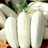 60 Heirloom White Wonder Cucumber Seeds - Delicious Solid White Pickling Variety Flowering Plants