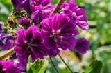 20 MAURITIAN MALVA Mallow Malva sylvestris var. mauritania Flower Seeds Flowering Plants