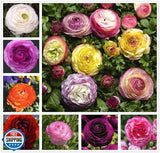 10PCS Mixed Color Ranunculus Bulbs Double Buttercups Spring Rose Ranunculus