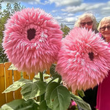 50pcs Rare Pink Giant Teddy Bear Sunflower Seeds - Unique Fluffy Blooms Sunflower
