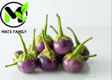 ROUND PURPLE  EGGPLANT Seeds ,  Cˆ Ph‡o T’m  {Organic} Flowering Plants