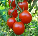 SWEETIE CHERRY TOMATO SEEDS 100+ GARDEN vegetables SAUCE salad FREE SHIPPING Garden Plants