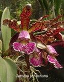 Orchid live Cattleya schilleriana - bare root Orchids