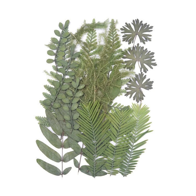 Pressed dried leaf set, mixed green leaves in flat botanical shapes