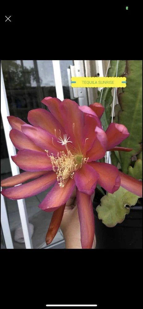 Orchid cactus flower with large pink-orange petals and yellow stamens