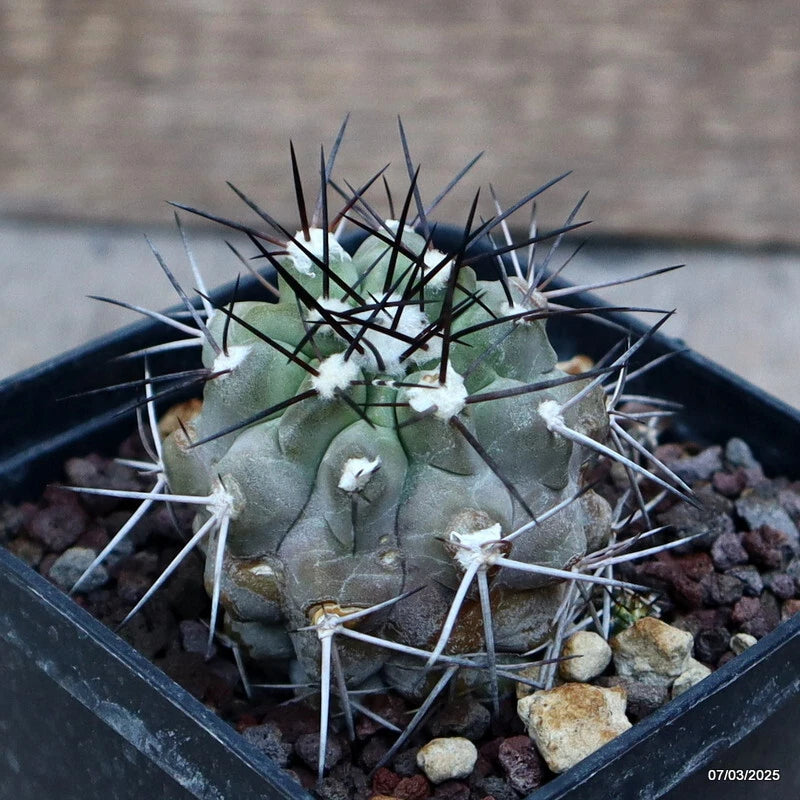Green Copiapoa montana cactus with long white spines in a gravel-filled planter