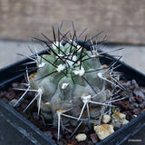 A4092 COPIAPOA MONTANA FR 522 pot9-H5-W5 cm MaMa Cactus Green Plant