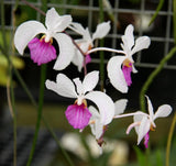 Fragrant Orchid Species Holcoglossum kimballianum. Blooming Size Plant Flowering Plants