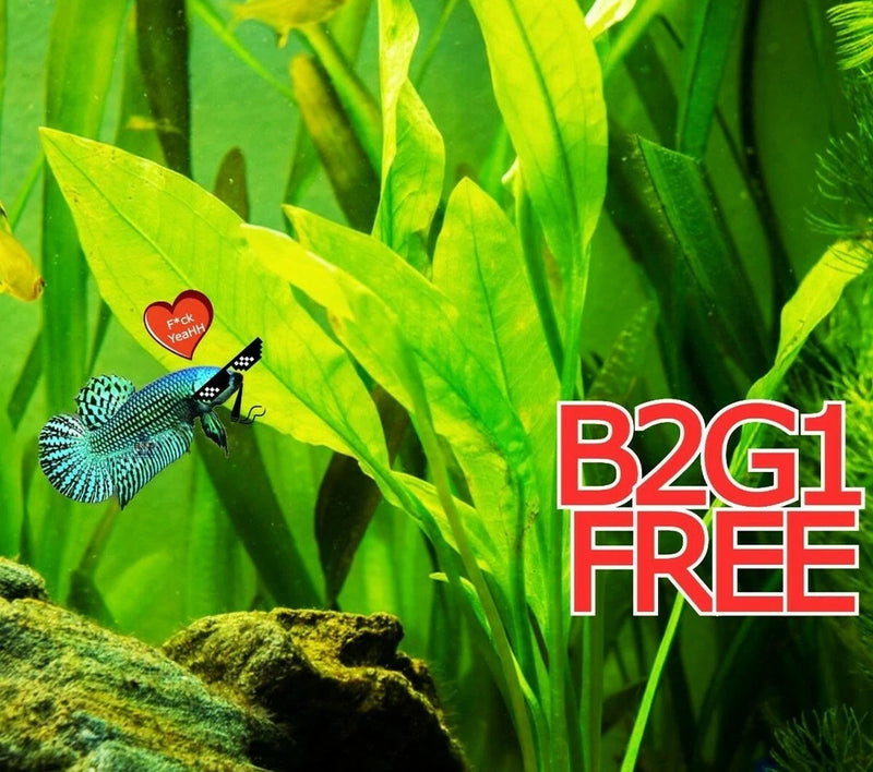 Live aquarium plants with long green leaves