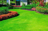 __30,000 Emerald Zoysia Grass Seeds Ð Premium Lawn Turf Drought & Heat Tolerant Green Plant