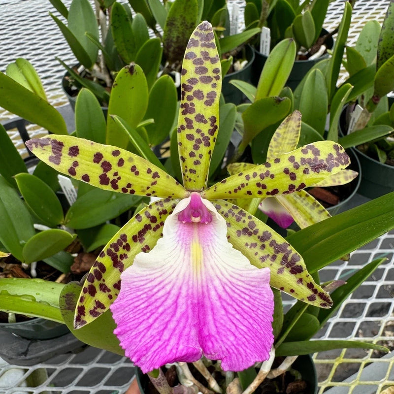 Live orchid plant with large pink-violet flower and yellow speckled petals among green leaves