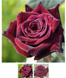 Black Baccara Bare Root Rose Flowering Plants