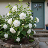 50 White Hibiscus Seeds Ð Double Blooms for Elegant Summer Garden Shrubs Flowering Plants