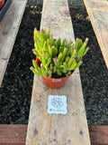 Live Crassula Ovata ÔGollumÕ Jade Plant - 4 Inch Flowering Plants