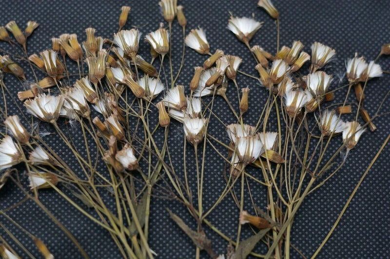 Pressed dried white flowers with slender stems, bunch bundle for DIY decor