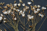 100 Natural Pressed Flowers Ð Organic, Durable, Real for DIY & Floral DŽcor Dried Flower